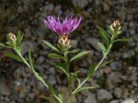 Centaurea splendens 2, Saxifraga-Jan van der Straaten