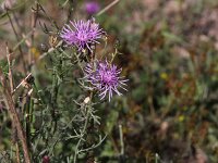 Centaurea stoebe