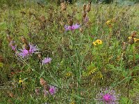 Centaurea stoebe 19, Rijncentaurie, Saxifraga-Ed Stikvoort