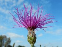 Centaurea stoebe 20, Rijncentaurie, Saxifraga-Ed Stikvoort