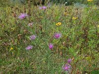 Centaurea stoebe 21, Rijncentaurie, Saxifraga-Ed Stikvoort