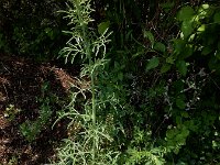 Centaurea stoebe 23, Rijncentaurie, Saxifraga-Ed Stikvoort