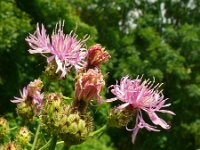 Centaurea stoebe 27, Rijncentaurie, Saxifraga-Hans Grotenhuis