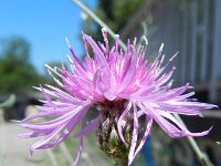 Centaurea stoebe 3, Rijncentaurie, Saxifraga-Rutger Barendse