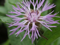 Centaurea timbalii