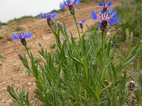 Centaurea triumfettii 7, Saxifraga-Ed Stikvoort