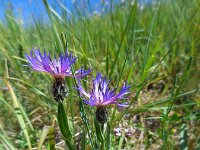 Centaurea triumfettii 9, Saxifraga-Ed Stikvoort