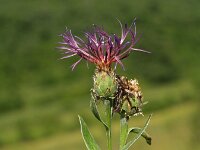 Centaurea triumfettii adscendens 1, Saxifraga-Branko Bakan : slike