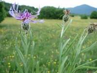 Centaurea tuberosa