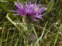 Centaurea uniflora, Singleflower Knapweed