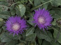 Centaurea vicentina