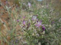 Centaurea virgata