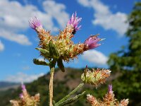 Centaurea virgata ssp squarossa 5, Saxifraga-Ed Stikvoort