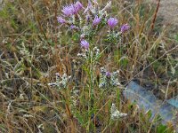 Centaurea virgata ssp squarossa 7, Saxifraga-Ed Stikvoort