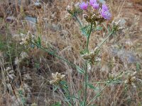 Centaurea virgata ssp squarossa 8, Saxifraga-Ed Stikvoort