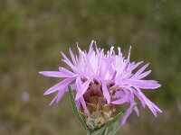 Centaurea weldeniana