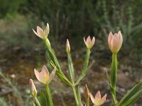 Centaurium bianoris