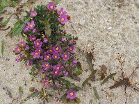 Centaurium chloodes