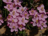 Centaurium erythraea, Common Centaury