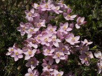 Centaurium erythraea 15, Echt duizendguldenkruid, Saxifraga-Jan van der Straaten
