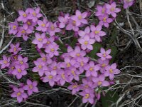 Centaurium erythraea 23, Echt duizendguldenkruid, Saxifraga-Willem van Kruijsbergen