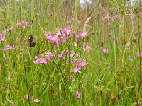 Centaurium erythraea 30, Echt duizendguldenkruid, Saxifraga-Rutger Barendse