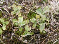 Centaurium erythraea 31, Echt duizendguldenkruid, Saxifraga-Rutger Barendse