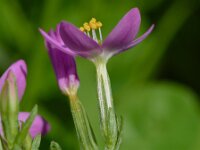 Centaurium erythraea 42, Echt duizendguldenkruid, Saxifraga-Sonja Bouwman