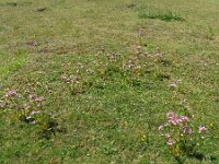 Centaurium erythraea 44, Echt duizendguldenkruid, Saxifraga-Hans Grotenhuis
