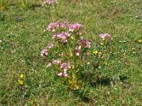 Centaurium erythraea 45, Echt duizendguldenkruid, Saxifraga-Hans Grotenhuis