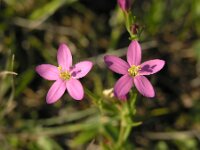 Centaurium littorale, Seaside Centaury