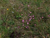 Centaurium littorale 14, Strandduizendguldenkruid, Saxifraga-Hans Boll