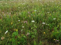 Centaurium littorale 17, Strandduizendguldenkruid, Saxifraga-Hans Boll