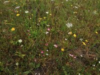 Centaurium littorale 19, Strandduizendguldenkruid, Saxifraga-Hans Boll