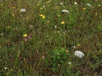 Centaurium littorale 21, Strandduizendguldenkruid, Saxifraga-Hans Boll