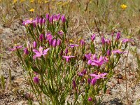 Centaurium littorale 24, Strandduizendguldenkruid, Saxifraga-Ed Stikvoort