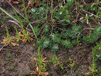 Centaurium littorale 4, Strandduizendguldenkruid, Saxifraga-Hans Boll
