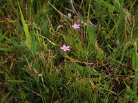 Centaurium littorale 5, Strandduizendguldenkruid, Saxifraga-Hans Boll