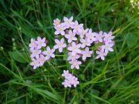 Centaurium minus