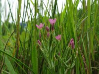 Centaurium pulchellum, Branched Centaury