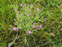 Centaurium pulchellum 22, Fraai duizendguldenkruid, Saxifraga-Rutger Barendse