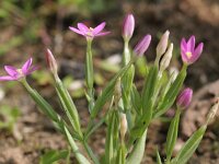 Centaurium pulchellum 3, Fraai duizendguldenkruid, Saxifraga-Rutger Barendse