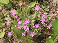 Centaurium pulchellum 4, Fraai duizendguldenkruid, Saxifraga-Rutger Barendse