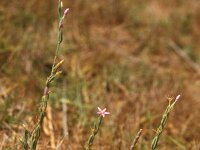 Centaurium spicatum
