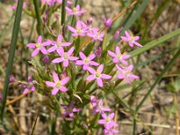 Centaurium tenuiflorum , Slender Centaury