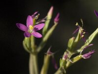 Centaurium tenuiflorum 2, Saxifraga-Jan van der Straaten