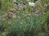 Centranthus angustifolius