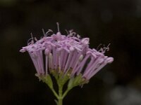 Centranthus angustifolius 10, Saxifraga-Willem van Kruijsbergen