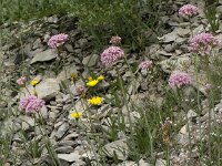 Centranthus angustifolius 11, Saxifraga-Willem van Kruijsbergen