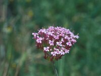 Centranthus angustifolius 12, Saxifraga-Jan van der Straaten